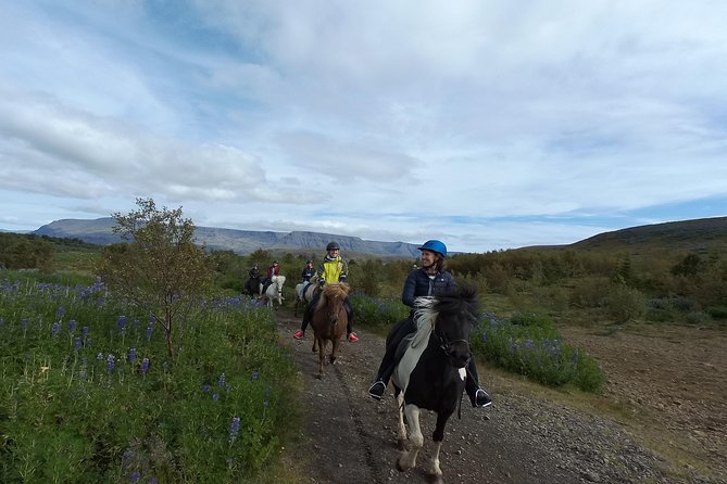 1+ hour Private Horse riding tour from Reykjavík/Mosfellsbær - Meeting at Akrar 2 (and how to actually find it)