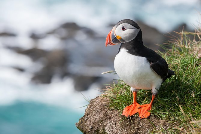 1-Hour Small Group Sightseeing Boat Tour in Vestmannaeyjar - Vestmannaeyjar in 60 Minutes: What This Tour Really Gives You