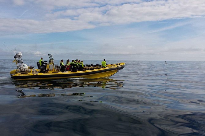 1-Hour Small Group Sightseeing Boat Tour in Vestmannaeyjar - Small-Group Size (Up to 12) and Why It Matters on the Water