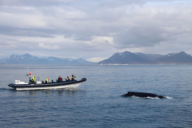 2-Hour RIB Boat Whale Watching Tour from Reykjavik - How a RIB ride changes whale watching in Reykjavik
