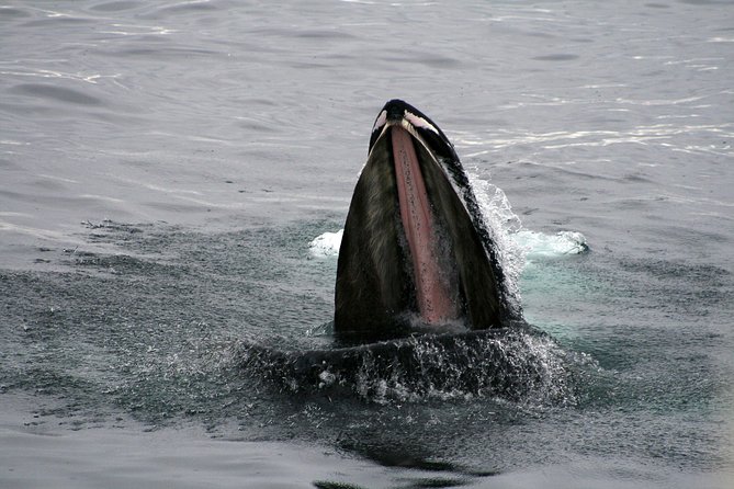 2-Hour RIB Boat Whale Watching Tour from Reykjavik - The whale search in Faxaflói Bay: what you’re actually doing out there