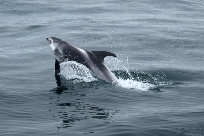 2-Hour RIB Boat Whale Watching Tour from Reykjavik - Akurey puffin island stop in summer: quick, but memorable
