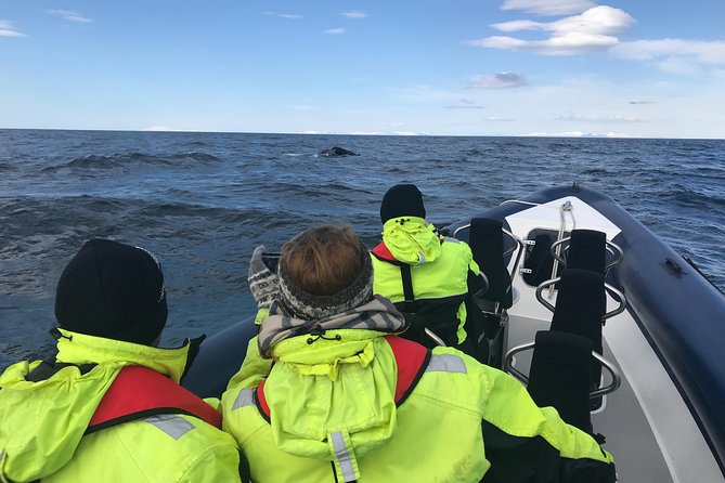 2-Hour RIB Boat Whale Watching Tour from Reykjavik - The return to Reykjavik: coastline views you’ll actually notice