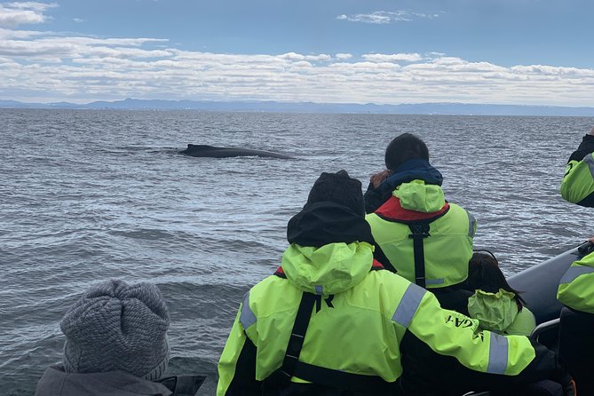 2-Hour RIB Boat Whale Watching Tour from Reykjavik - Price and value: where the money actually goes