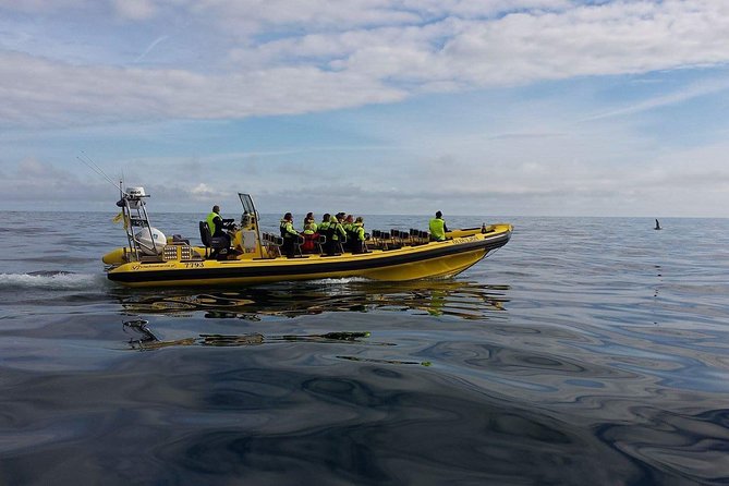 2 hour Round Trip in Vestmannaeyjar on a RIB Boat - Weather and group size: the two real variables you should plan around