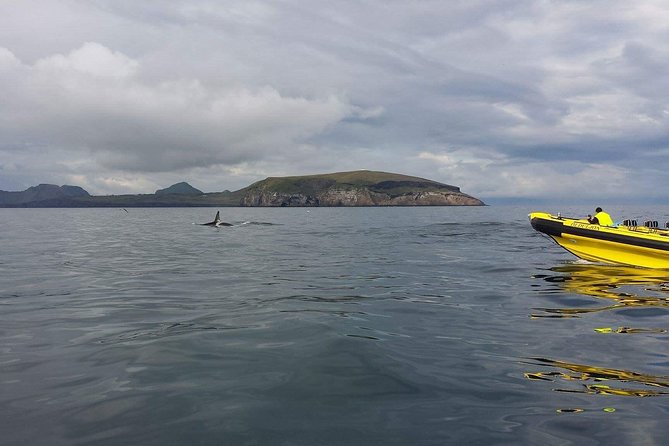 2 hour Round Trip in Vestmannaeyjar on a RIB Boat - What the guides do that makes it feel personal