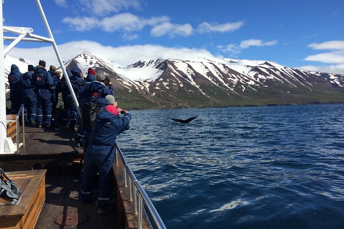 7-Day Complete Iceland: South Coast, Golden Circle, Akureyri & Snaefellsnes - Day 3: East Fjords road trip with a Wilderness Center night