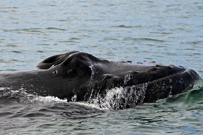 ATV & Whale Watching Full day adventure in Reykjavik - Reykjavik old harbor lunch time: where photos meet a warm break