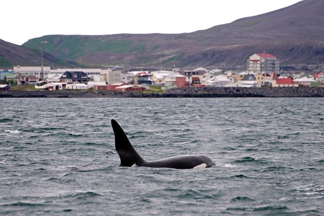 ATV & Whale Watching Full day adventure in Reykjavik - Who this tour fits (and who should choose a different style)