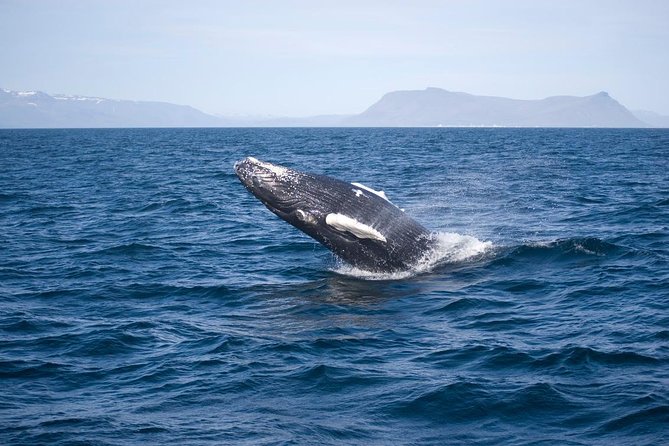 ATV & Whale Watching Full day adventure in Reykjavik - Booking checklist: the details that prevent last-minute stress