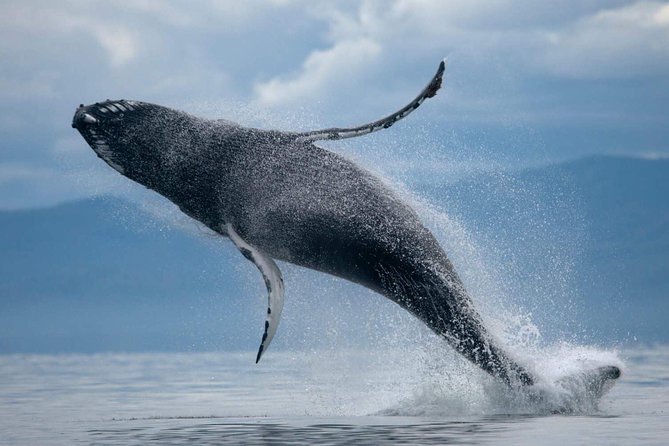 ATV & Whale Watching Full day adventure in Reykjavik - The Ulfarsfell ATV ride: off-road thrills plus a big payoff view