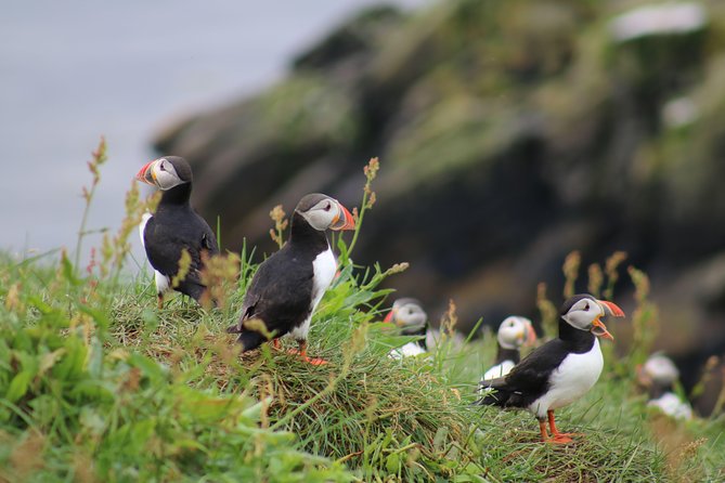 Classic Puffin Watching Cruise from Downtown Reykjavík - Getting to the Dock: Where the Puffin Cruise Starts in Reykjavík