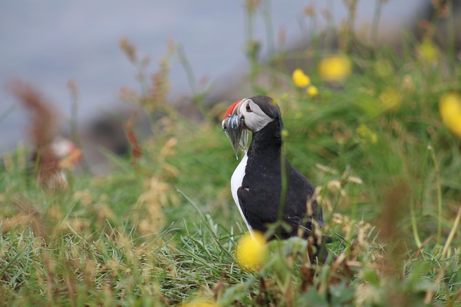 Classic Puffin Watching Cruise from Downtown Reykjavík - Capturing the City and the Birds: Photography Reality Check