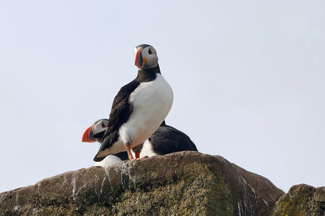 Classic Puffin Watching Cruise from Downtown Reykjavík - Value for $60: What You’re Really Paying For