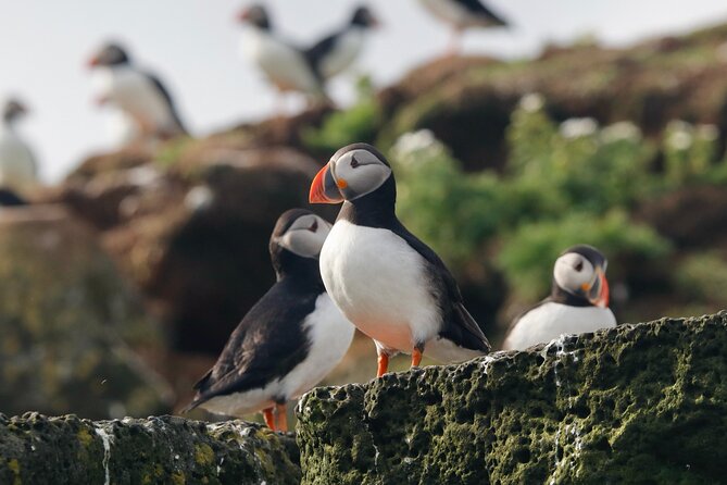 Classic Puffin Watching Cruise from Downtown Reykjavík - Binoculars, Rain Gear, and Deck Comfort: What’s Included and What to Bring