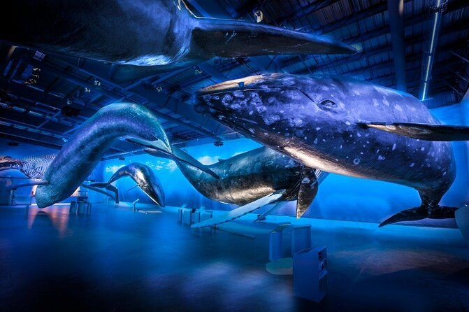 Deluxe Whale Watching and Whales of Iceland Exhibition Combo from Reykjavik - Key things I’d plan around