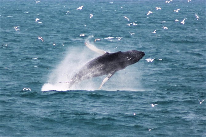 Deluxe Whale Watching and Whales of Iceland Exhibition Combo from Reykjavik - Old Harbour, a 1:00 pm start, and what the “3.5 hours” includes