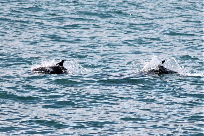 Deluxe Whale Watching and Whales of Iceland Exhibition Combo from Reykjavik - The boat search: scanning for minke, humpback, dolphins, and porpoises