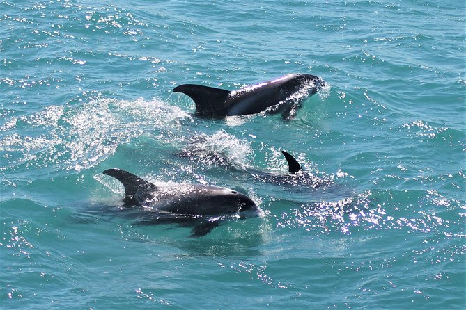 Deluxe Whale Watching and Whales of Iceland Exhibition Combo from Reykjavik - When whales don’t show up: refunds, repeats, and real weather