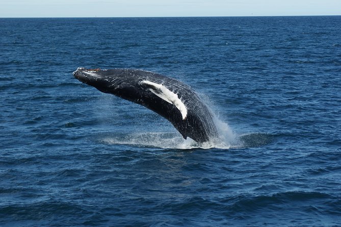 Deluxe Whale Watching and Whales of Iceland Exhibition Combo from Reykjavik - Whales of Iceland after the cruise: 23 species models and an audio-guided app