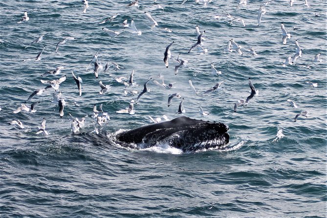Deluxe Whale Watching and Whales of Iceland Exhibition Combo from Reykjavik - Price and value: what $120 buys beyond the boat ride