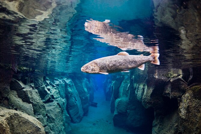 Double Snorkeling Adventure near Húsavík in North Iceland - Price and value: what you get for $274 per person