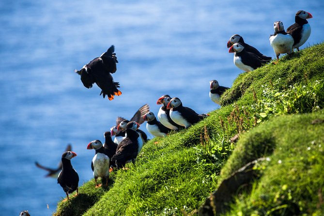 Exclusive Westman Islands Adventure - A Private Day Tour - Gamli velasalurinn: a fisherman village stop that sets the tone