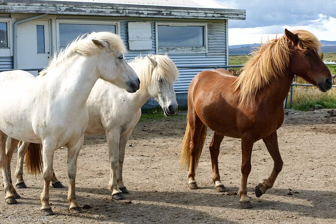 Experience Countryside of Iceland by Horseback Riding - Why a South Coast horse ride beats staying in Reykjavík