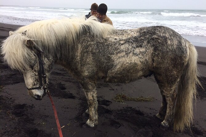 Family Horse Riding Tour in Thorlakshofn - Price and Value: What $180 Buys You (and What to Double-Check)
