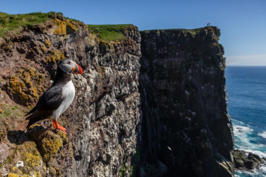 From Reykjavík: 3-Day Tour of the Wild Westfjords - Day 2: Látrabjarg Bird Cliffs, Rauðisandur Sand, and Dynjandi’s Seven-Step Waterfall Ladder