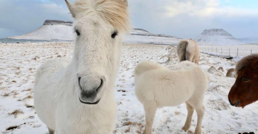 From Reykjavík: Full-day Golden Circle & Horse Riding Tour - A Horse-First Golden Circle Day That Actually Feels Like Two Trips