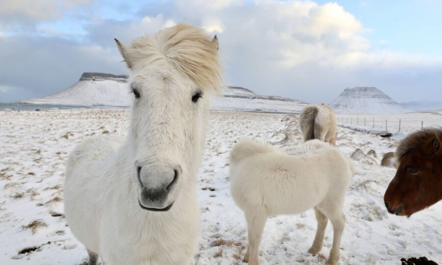 From Reykjavík: Full-day Golden Circle & Horse Riding Tour - Thingvellir National Park: UNESCO Geology With a Guided Walk That Sticks