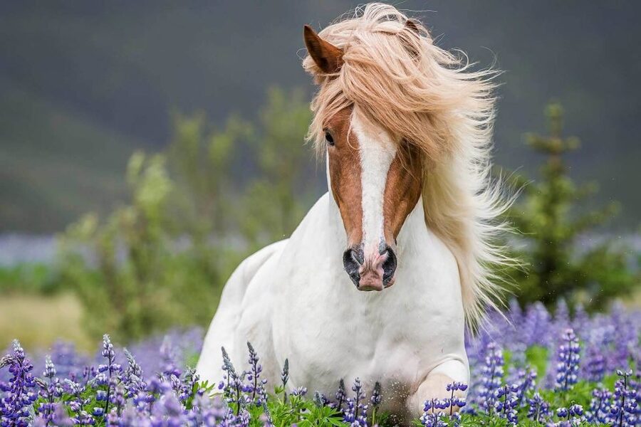 From Reykjavik: Full-Day Horse Riding & Golden Circle Tour - Why this ride-and-Golden-Circle mix is a good use of your time