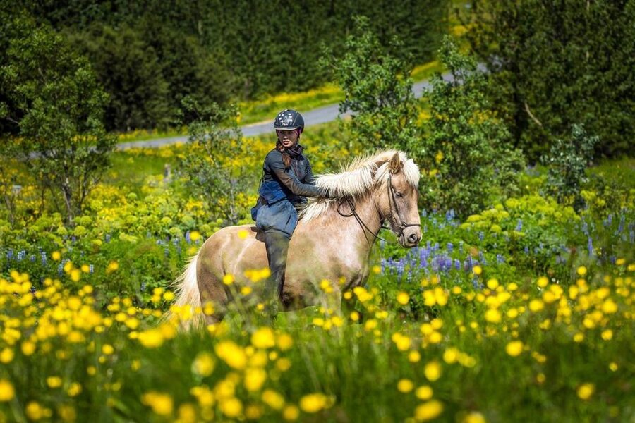 From Reykjavik: Full-Day Horse Riding & Golden Circle Tour - Getting from Reykjavík to the farm: pickup is included, but not always curbside