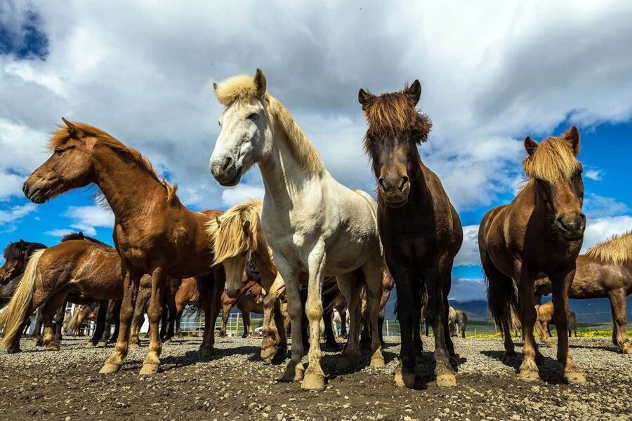 From Reykjavik: Full-Day Horse Riding & Golden Circle Tour - Geysir hot spring area: watching Strokkur without feeling rushed