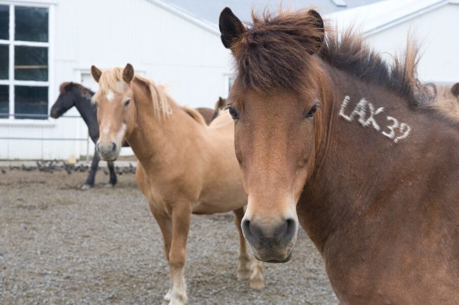 From Reykjavik: Full-Day Horse Riding & Golden Circle Tour - Price and value: what $258 per person is buying you