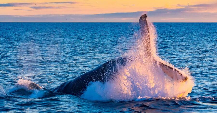From Reykjavik: Full Day Whale Watching & Golden Circle Tour - Key things worth your attention