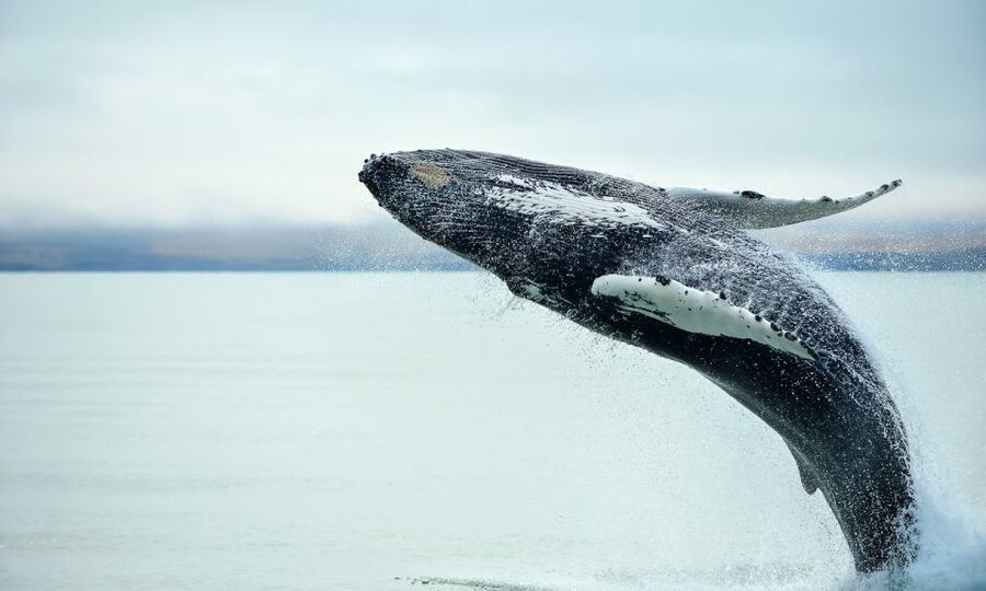 From Reykjavik: Full Day Whale Watching & Golden Circle Tour - Guide Quality Matters: The Denis Factor