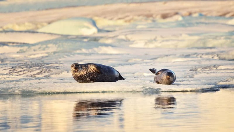 From Reykjavik: Glacier Lagoon and Fjaðrárgjúfur Canyon Tour - The First South Coast Stops: Ocean Views, Troll Stories, and Vík Timing