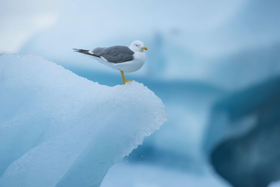 From Reykjavik: Jökulsárlón Glacier Lagoon and Diamond Beach - Key highlights you’ll care about