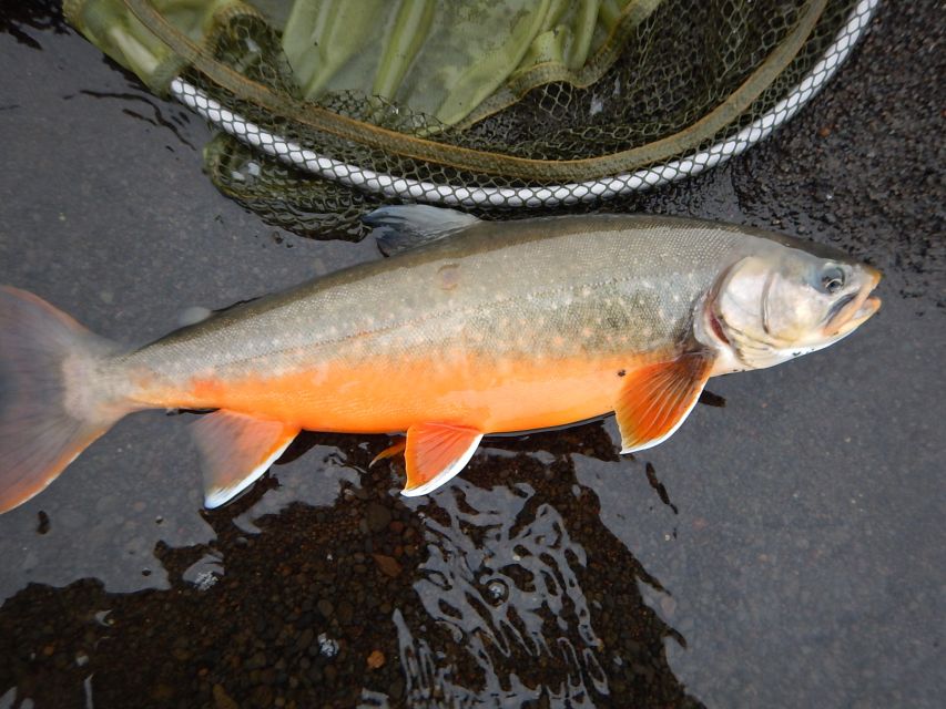 From Reykjavik: Lake and River Fishing Tour - What the Best Guides Do: Effort, Encouragement, and Small Adjustments