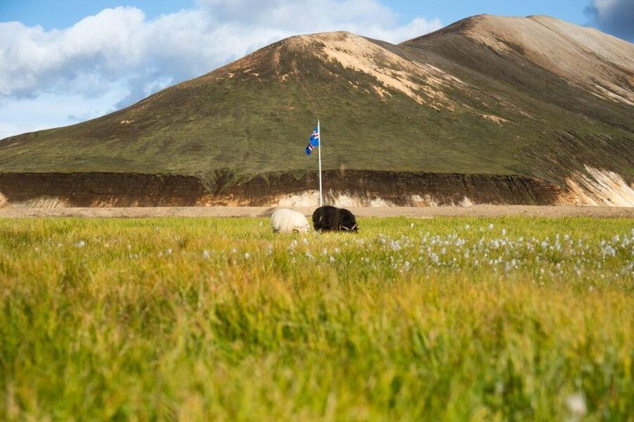 From Reykjavík: Landmannalaugar Day Hike - Price and logistics: What $214 buys you (and what it doesn’t)