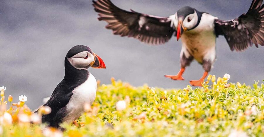 From Reykjavik: Puffin and Volcano Tour in Westman Islands - Reykjavik to the ferry: the start of a long, scenic day