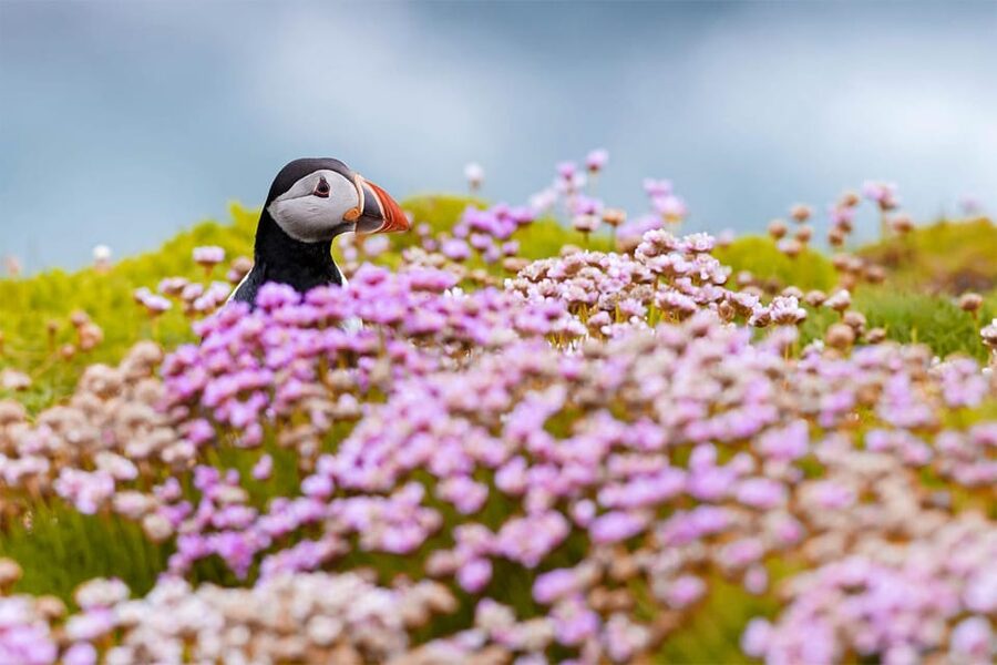 From Reykjavik: Puffin and Volcano Tour in Westman Islands - Skansinn (The Fort), the Viking wood church, and harbor views