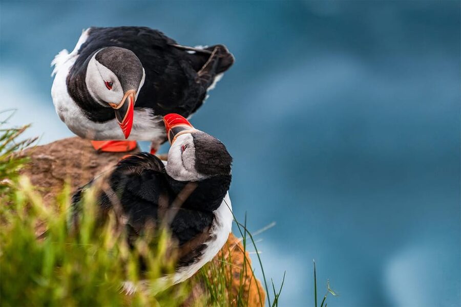 From Reykjavik: Puffin and Volcano Tour in Westman Islands - Price and value: is $272 fair for Westman Islands day-tripping?
