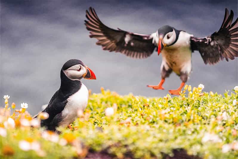 From Reykjavik: Puffin and Volcano Tour in Westman Islands - Herjólfur ferry to Vestmannaeyjar and Elephant Rock