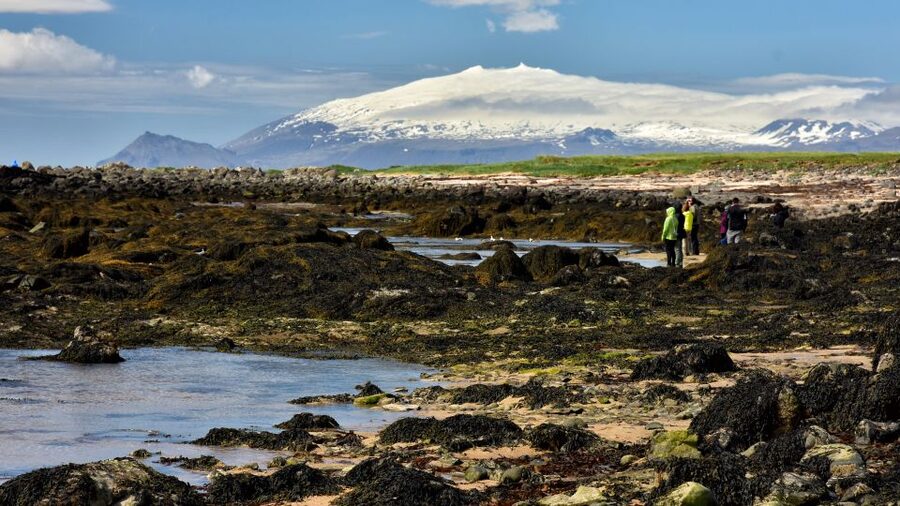 From Reykjavik: Snaefellsnes - Small Group, Lunch Included - Borgarnes break: a quick reset before the cliffs