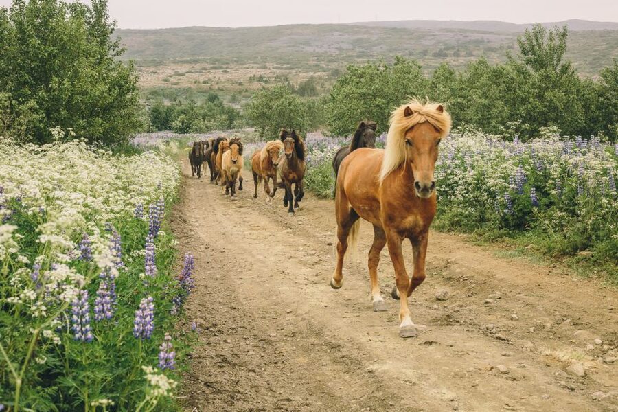 From Reykjavík: Viking Horseback Tour in Hafnarfjörður - Reykjavík’s quick escape: Hafnarfjörður and the Íshestar stables base