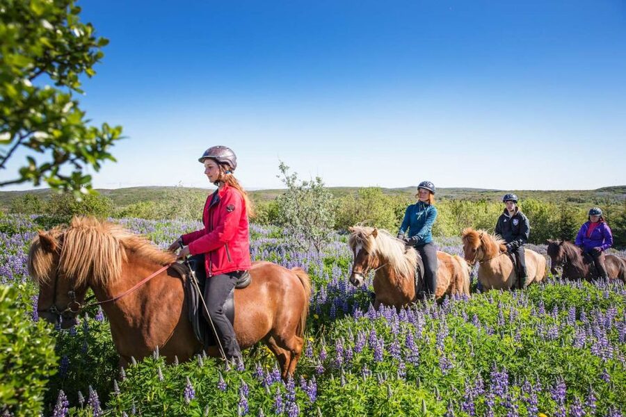 From Reykjavík: Viking Horseback Tour in Hafnarfjörður - How the 3 hours actually feel: start, ride sections, and stops