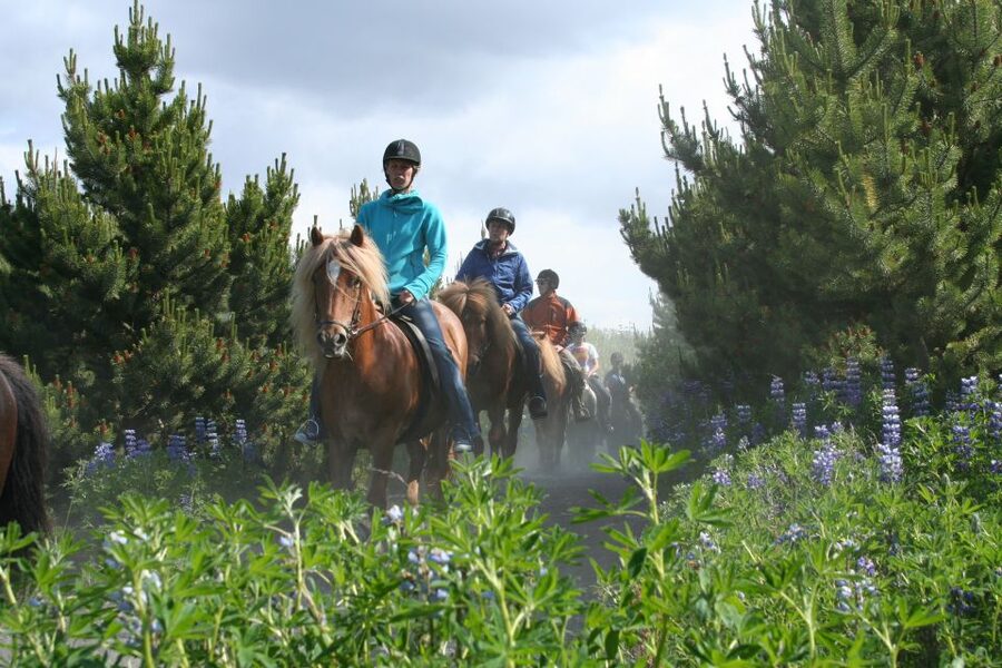 From Reykjavík: Viking Horseback Tour in Hafnarfjörður - Safety and rules that actually help the ride go smoothly